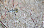 31st Dec 2022 - Audubon's Yellow-Rumped Warbler