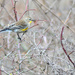 Audubon's Yellow-Rumped Warbler