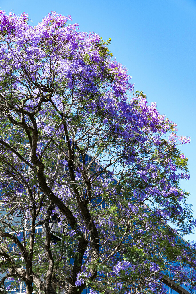 Jacarandas in bloom in my town by ankers70