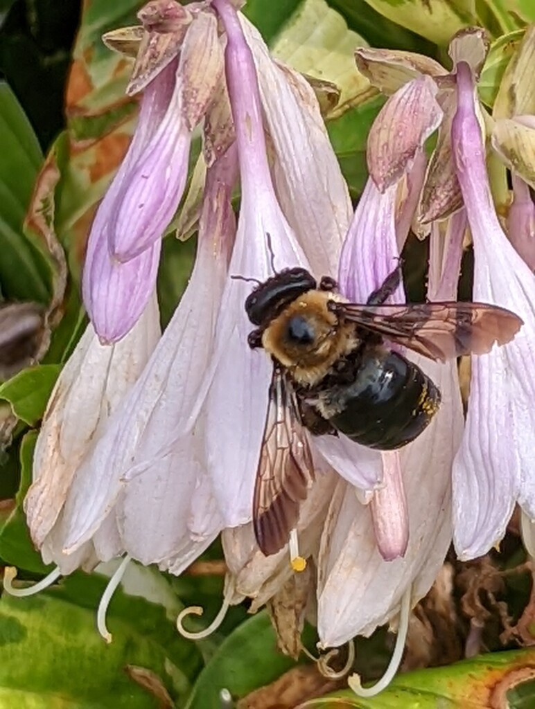 Just buzzing around  by photogypsy