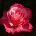 Rose by kali66