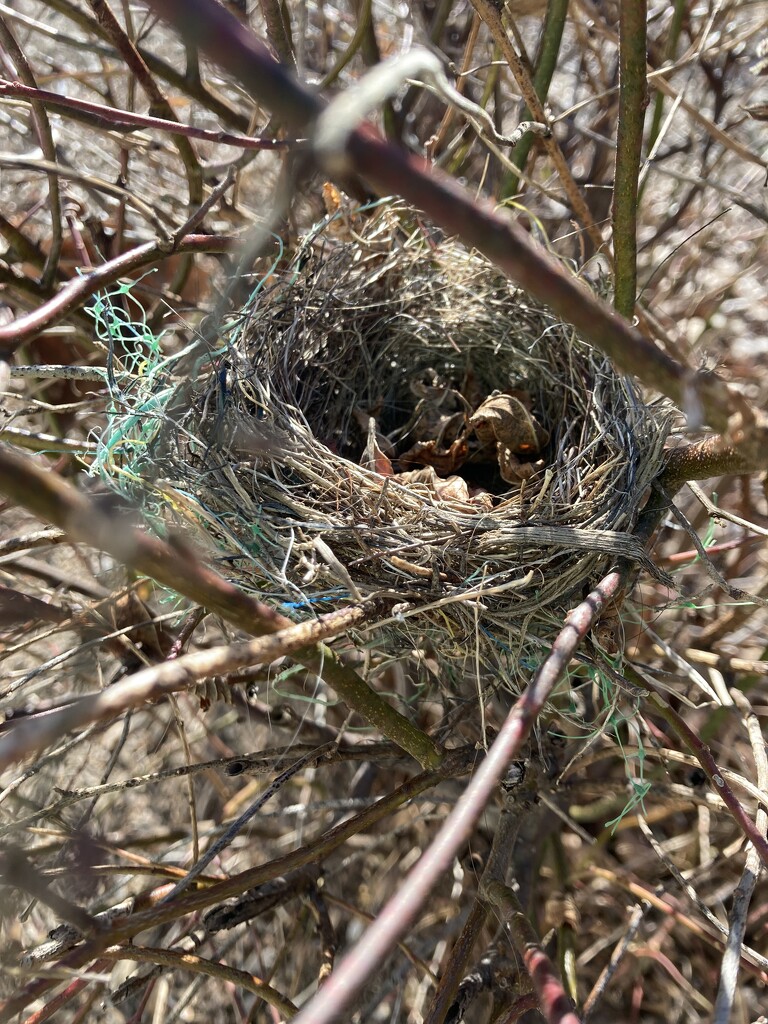 nest! by wiesnerbeth