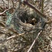 nest! by wiesnerbeth