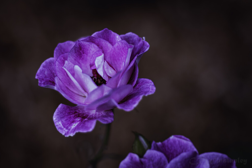 Purple Rose by kipper1951