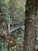 1st Jan 2023 - Tree top walk