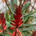 Aloe Firechief by sandlily