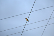 1st Jan 2023 - The kingfisher