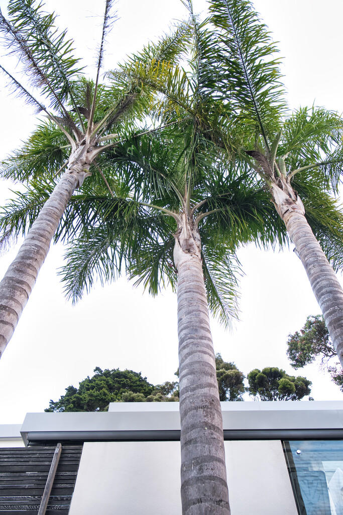 Three Queen Palms by dkbarnett