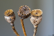 1st Jan 2023 - Poppy seed heads