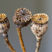 Poppy seed heads by yorkshirekiwi