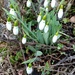 Snowdrops  by foxes37