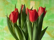 1st Jan 2023 - Tulips