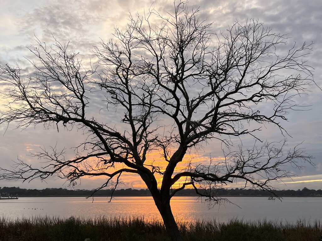 Sunset silhouette of winter tree by congaree