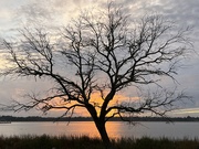 1st Jan 2023 - Sunset silhouette of winter tree