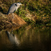 A Heron by 365nick