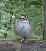 1st Jan 2023 - White Crowned Sparrow