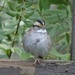 White Crowned Sparrow by eolidia