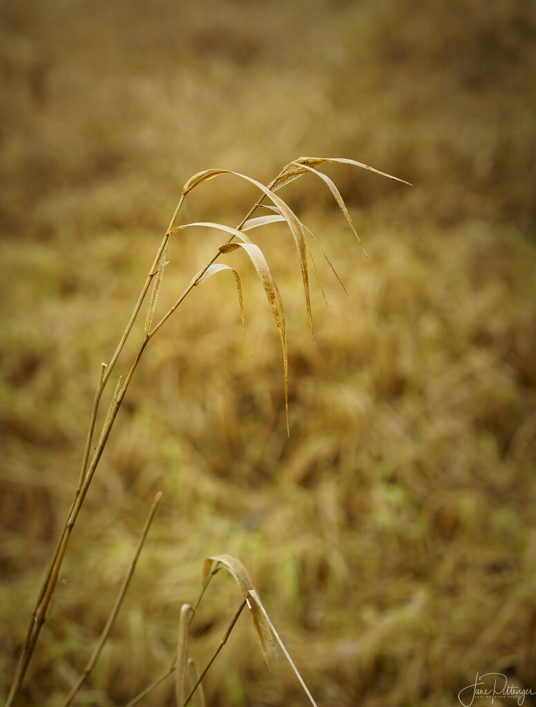Winter Grass by jgpittenger