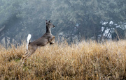 1st Jan 2023 - Whitetail Deer