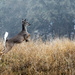 Whitetail Deer by dkellogg