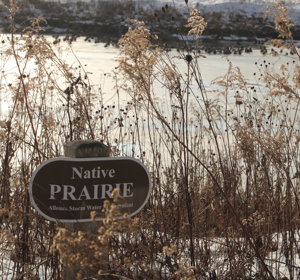 Winter Prairie by mltrotter