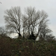 1st Jan 2023 - Winter Trees