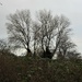 Winter Trees by oldjosh