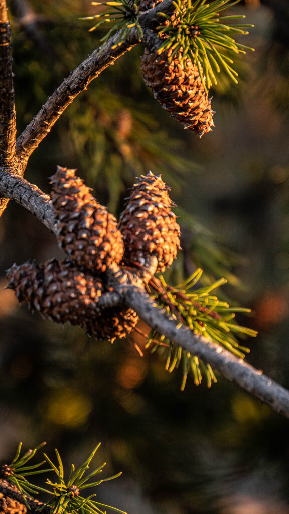 Pine Cones in the Afternoon Sun by randystreat