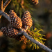 Pine Cones in the Afternoon Sun by randystreat
