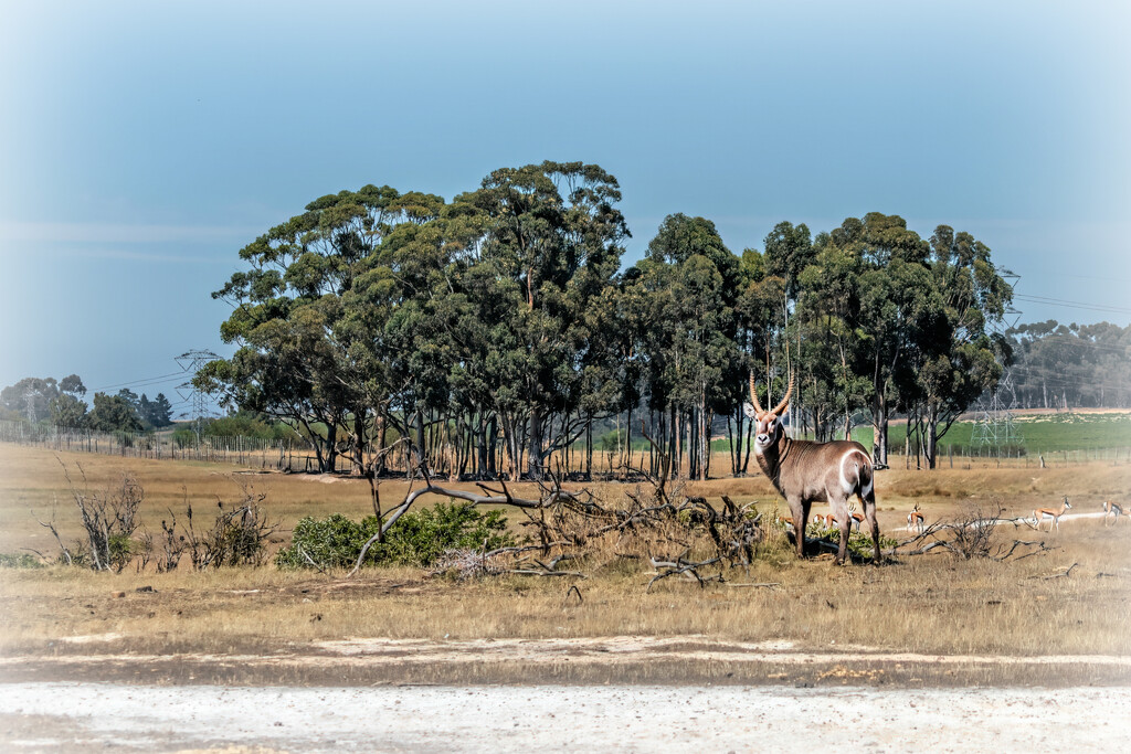 Game drive by ludwigsdiana