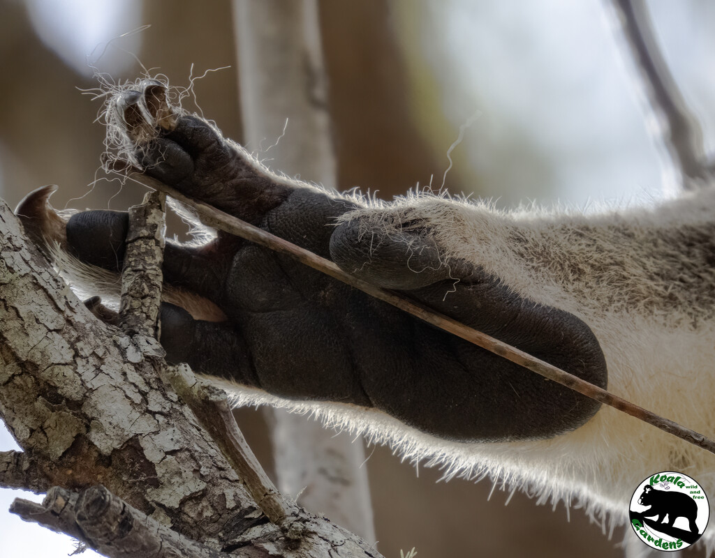 foot fetish anyone? by koalagardens