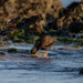 Why Bury Head in the Sand-Black Oystercatcher by nicoleweg
