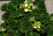 1st Jan 2023 - white geranium