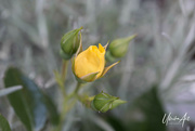 2nd Jan 2023 - flower macro yellow rose