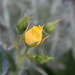 flower macro yellow rose by ulla