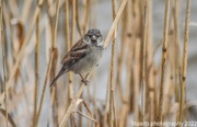 2nd Jan 2023 - Bird in the reeds