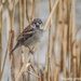 Bird in the reeds by stuart46