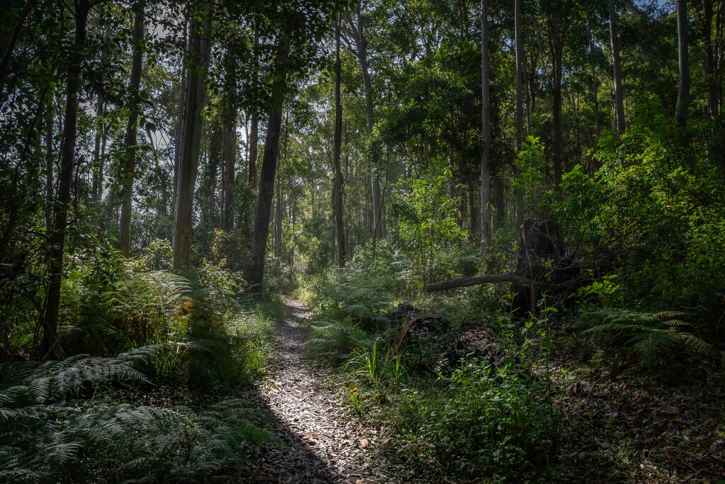 Forest walk by pusspup