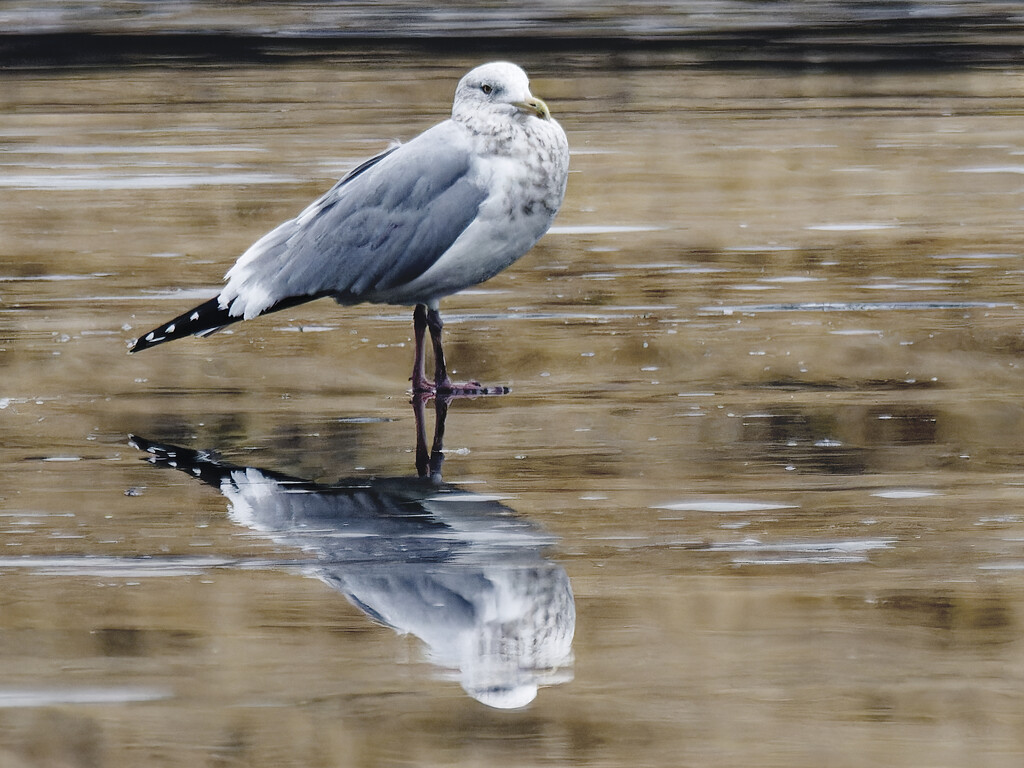Herring gull with reflection by rminer