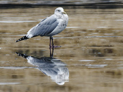 1st Jan 2023 - Herring gull with reflection