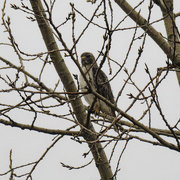 1st Jan 2023 - red-tailed hawk 
