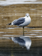 1st Jan 2023 - Herring gull on ice with reflection