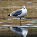Herring gull on ice with reflection by rminer