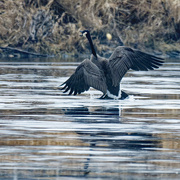 1st Jan 2023 - Canada goose landing