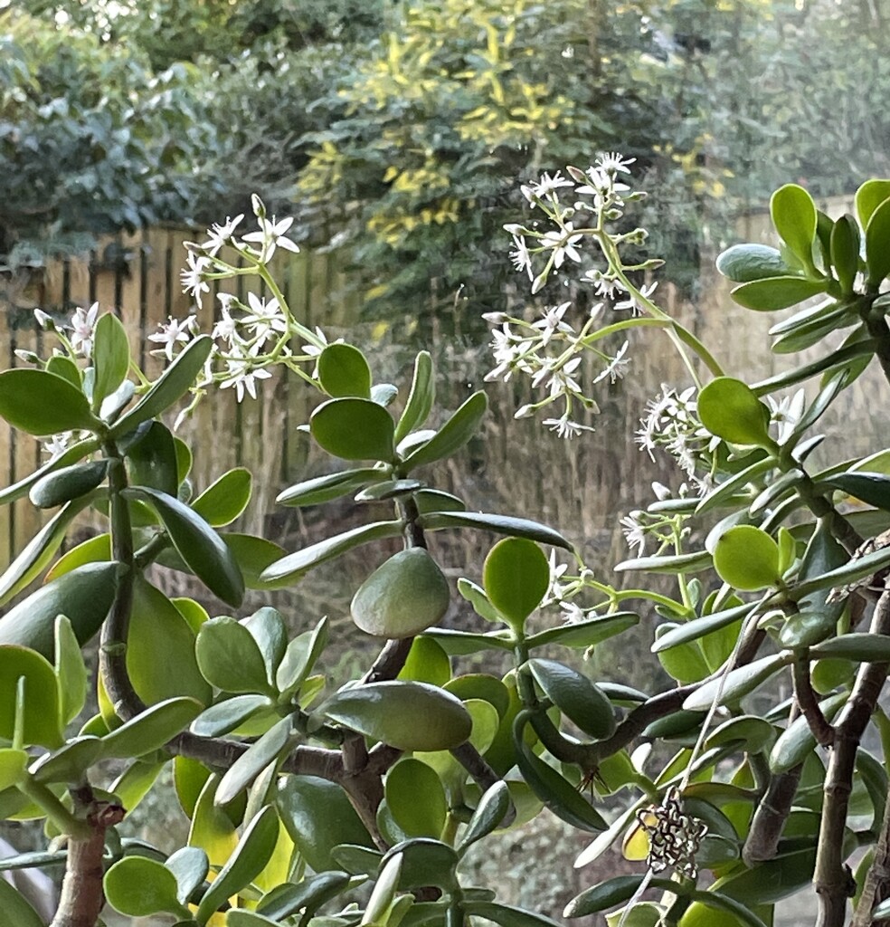 Flowering jade by novembergirl