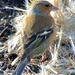 Chaffinch on 365 Project