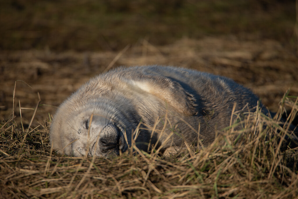Donna Nook Seal Pup by phil_sandford