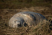 2nd Jan 2023 - Donna Nook Seal Pup
