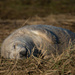 Donna Nook Seal Pup by phil_sandford
