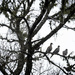 Morning Doves by dkellogg